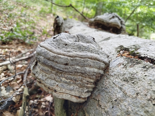 Hoof Fungus