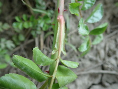 Rosa lucieae