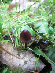 Mycena mariae