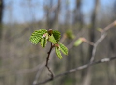 Corylus sieboldiana mandshurica