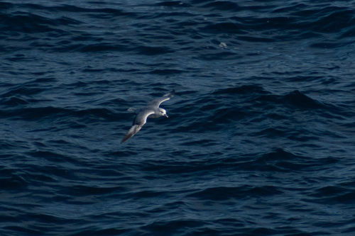 iNaturalist image