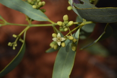 Santalum lanceolatum, photograph (c) Kate Brown, some rights reserved (CC BY-SA)