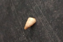 Cochlicella