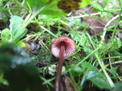 Mycena mariae