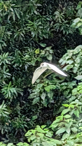 Common Tern