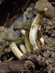 Armillaria novae-zelandiae