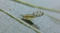 Eucallipterus tiliae