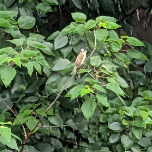 Light-vented Bulbul