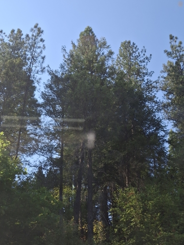 North Plateau Ponderosa Pine