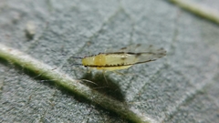 Eucallipterus tiliae