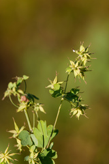 (c) Daughter Dad, some rights reserved (CC BY) Thalictrum fendleri, photograph (c) Daughter Dad, some rights reserved (CC BY)