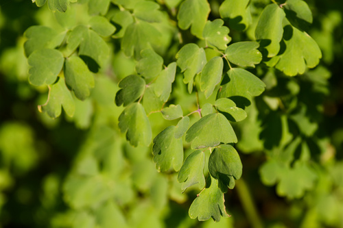 Thalictrum fendleri, photograph 6