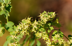 (c) Daughter Dad, some rights reserved (CC BY) Thalictrum fendleri, photograph (c) Daughter Dad, some rights reserved (CC BY)