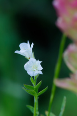 Polemonium foliosissimum, photograph (c) Daughter Dad, some rights reserved (CC BY)