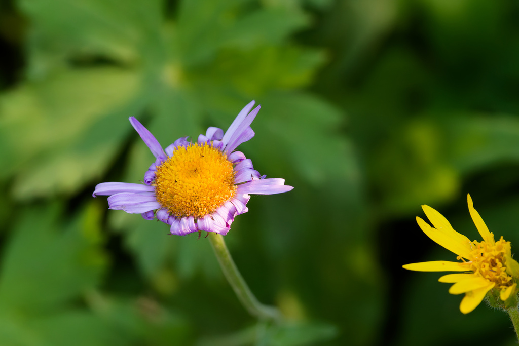 Erigeron glacialis; photograph (c) Daughter Dad, some rights reserved (CC BY)