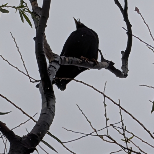 Crested Myna