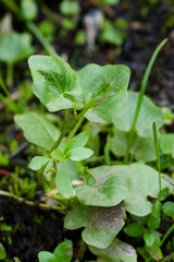 Cardamine cordifolia, photograph (c) Daughter Dad, some rights reserved (CC BY)