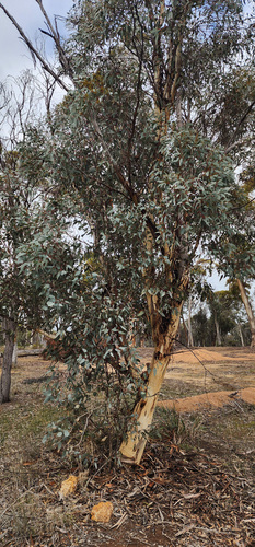 Eucalyptus wandoo, photograph 5