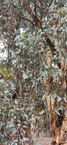 Eucalyptus wandoo, photograph 6