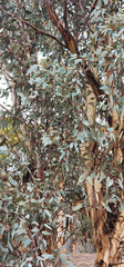 Eucalyptus wandoo, photograph (c) Carmon, some rights reserved (CC BY-SA)