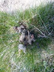 Canis lupus italicus