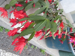 Rhipsalidopsis gaertneri