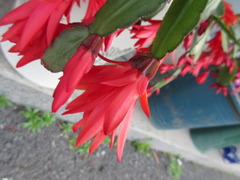 Rhipsalidopsis gaertneri