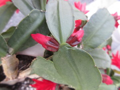 Rhipsalidopsis gaertneri