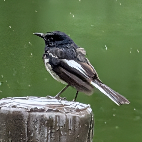 Oriental Magpie-Robin
