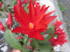 Rhipsalidopsis gaertneri