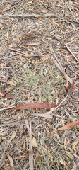 Lomandra effusa, photograph (c) Carmon, some rights reserved (CC BY-SA)