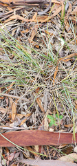 Lomandra effusa, photograph (c) Carmon, some rights reserved (CC BY-SA)