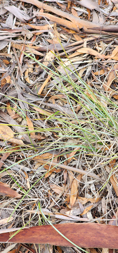 Lomandra effusa, photograph 3