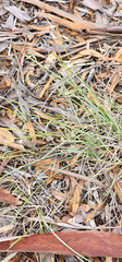 Lomandra effusa, photograph (c) Carmon, some rights reserved (CC BY-SA)