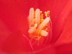 Rhipsalidopsis gaertneri