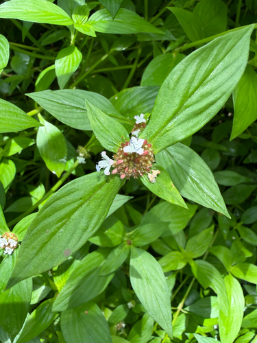 Spermacoce remota observed 2026-08-01