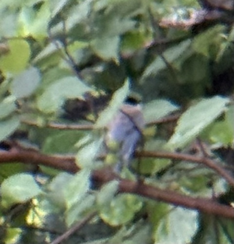 Azure-winged Magpie