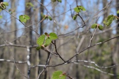 Corylus sieboldiana mandshurica