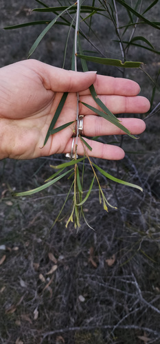 Jam wattle (Acacia acuminata)