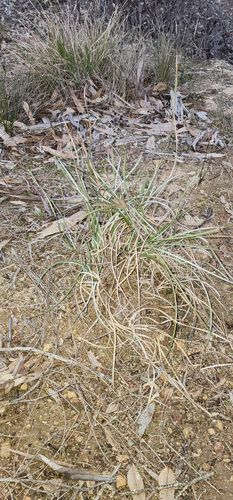 Lomandra effusa, photograph 1