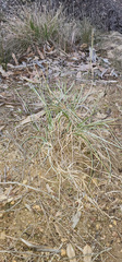 Lomandra effusa