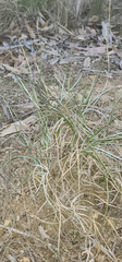 Lomandra effusa, photograph (c) Carmon, some rights reserved (CC BY-SA)