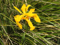 Iris juncea