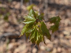 Acer pictum mono