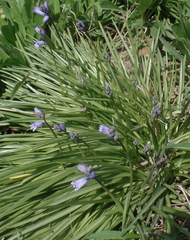 Hyacinthoides hispanica