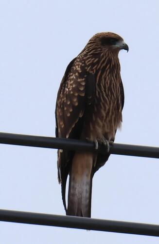 Black Kite