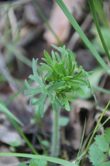 Ranunculus polyanthemos