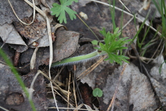Ranunculus polyanthemos