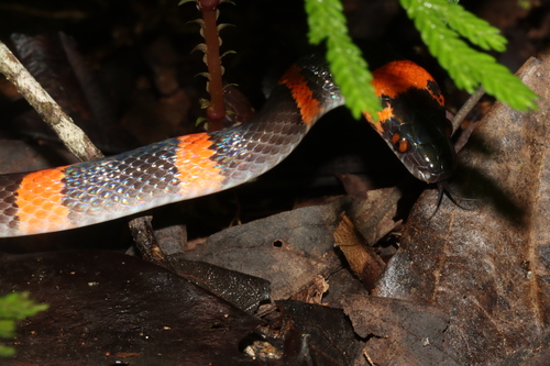 Forest Flame Snake
