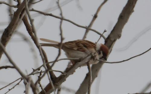 Eurasian Tree Sparrow